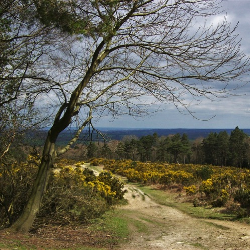 Ashdown Forest